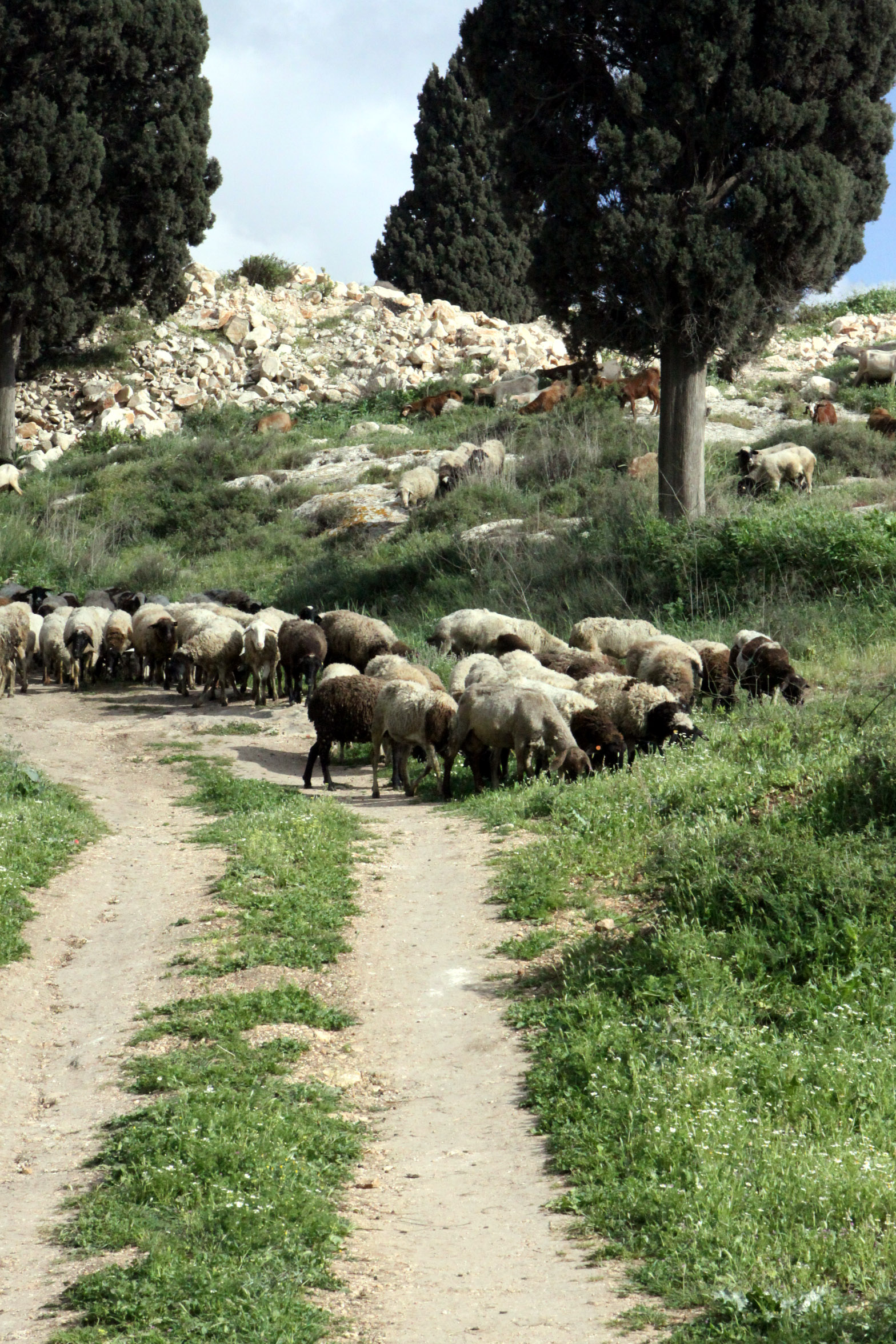 That he will feed the flock like a true shepherd, gathering the lambs in his arms and tenderly carrying them in his bosom.(p.2034)A flock in Nazareth.