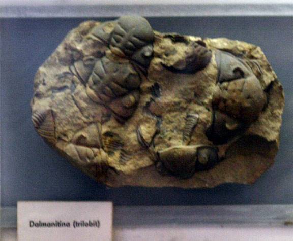 Dalmomitina trilobites