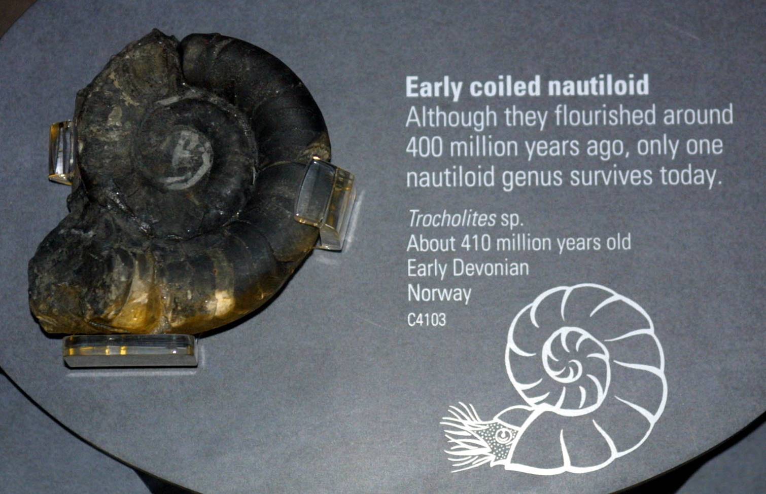The Early Nautilus