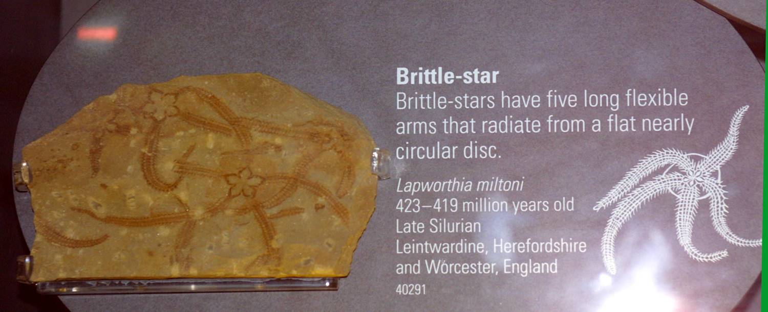 Brittle star