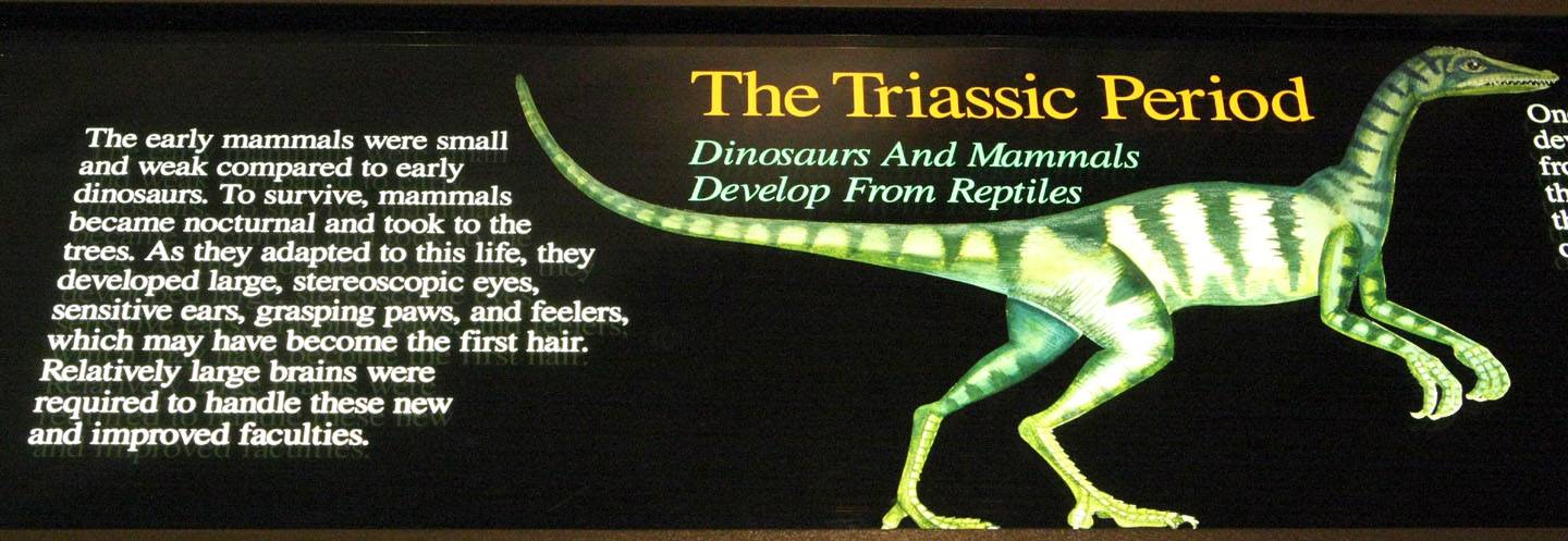 01-Triassic
